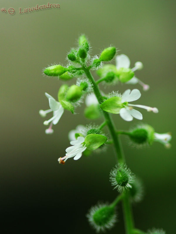  p>高原露珠草(拉丁学名:circaeaalpinalinn.subsp.imaicola(asch.