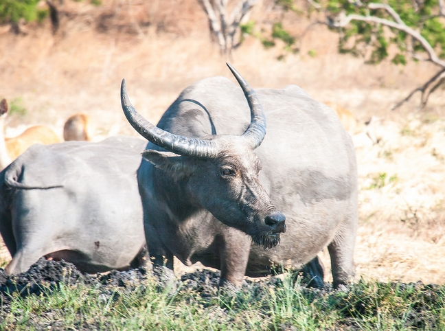 水牛