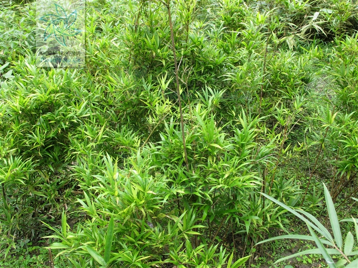 chimonobambusa setiformis wen