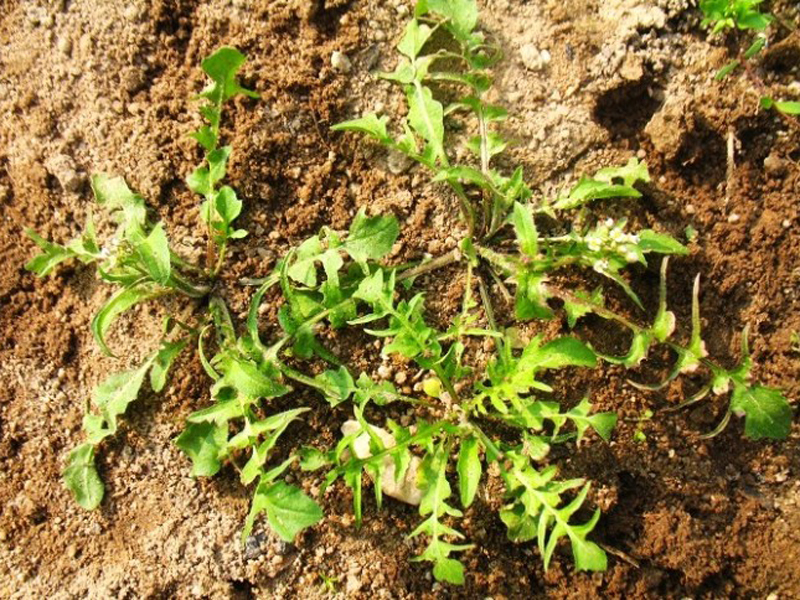 大叶香荠菜(大叶香荠菜图片)