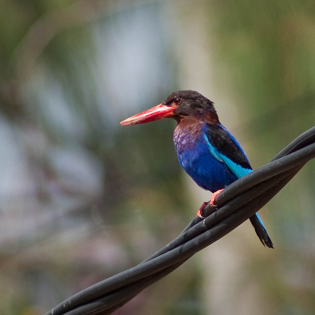  p>爪哇翡翠科属于 a href="#" data-lemmaid="1194548">鸟纲 /a> , a