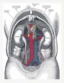 abdominal cavity