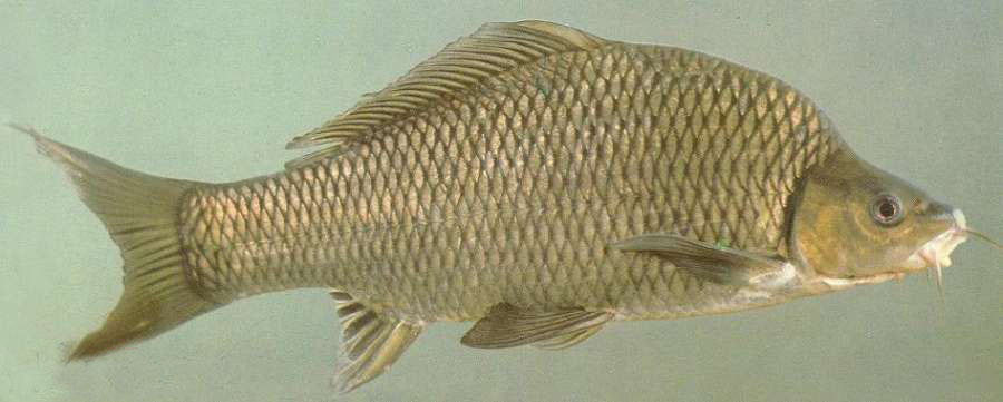  p>乌原鲤, i>procypris mera  /i>(s. y.