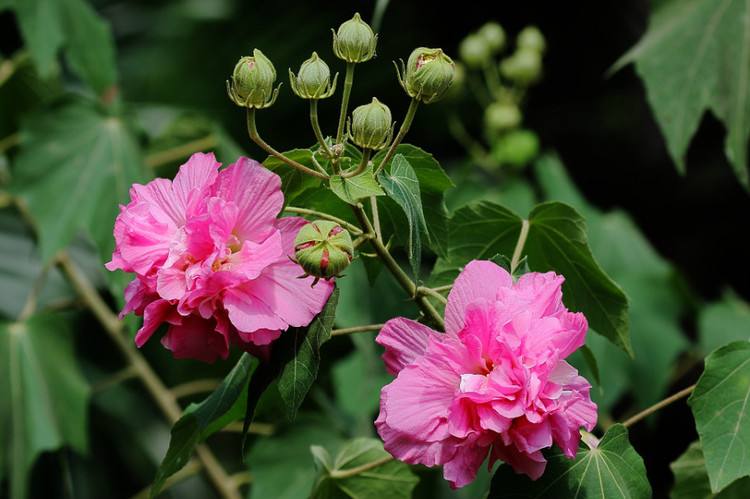  p>芙蓉花叶是锦葵科植物木芙蓉的叶片,生于夏秋二季,可做药材.