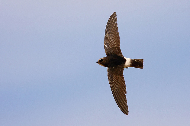  p>小白腰雨燕(学名: i>apus affinis /i>)雨燕科雨燕属鸟类,背和尾黑