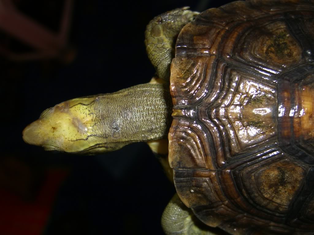  p data-id="go02dnvmwp">潘氏闭壳龟(学名: 