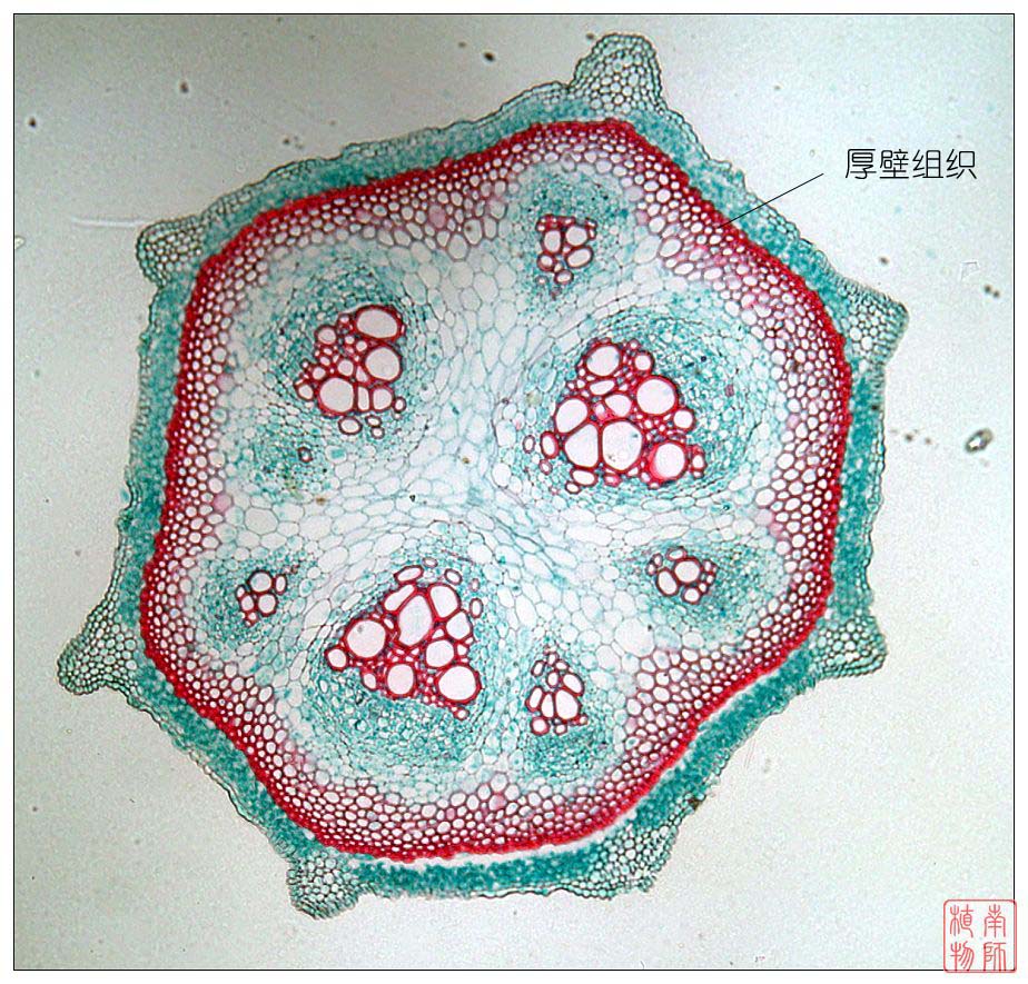 植物组织包括五大基本组织( a target="_blank" href="/item/保护组织