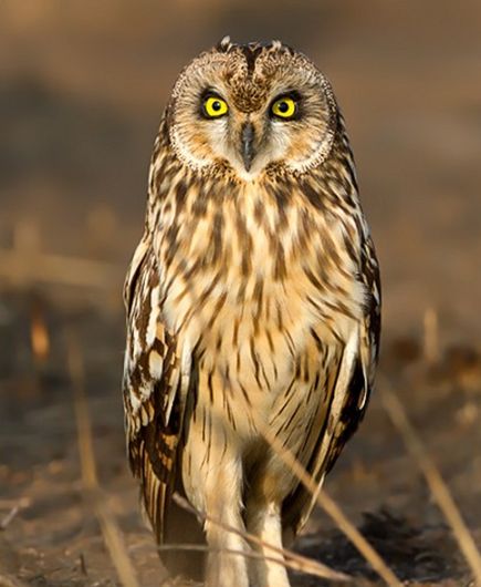 短耳鸮指名亚种