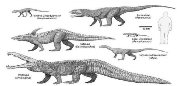 它们住在水中,主要以鱼和小形爬行类维持生活.一些植龙可以长到很大.