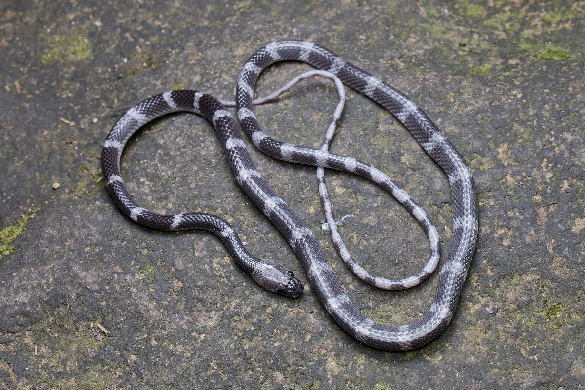  p>白环蛇(学名:lycodon aulicus)是游蛇科白环蛇属的爬行动物,主要