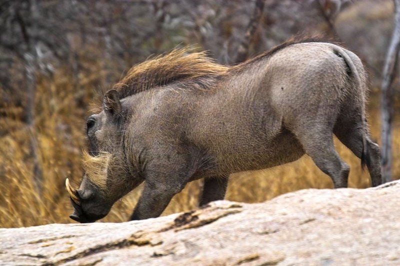  p>非洲疣猪(学名: i>phacochoerus africanus /i>):也称 a href="#">