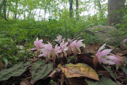 独花兰（兰科独花兰属植物）_百度百科