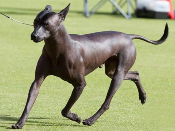  p>国兽( b>national animals /b>):与 a href