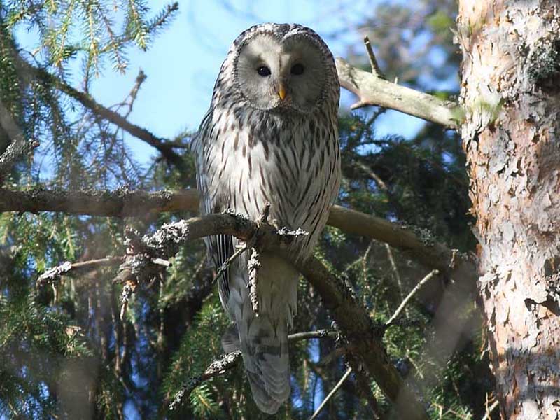  p>长尾林鸮(学名: i>strix uralensis /i>)是一种中等大小及夜间活动