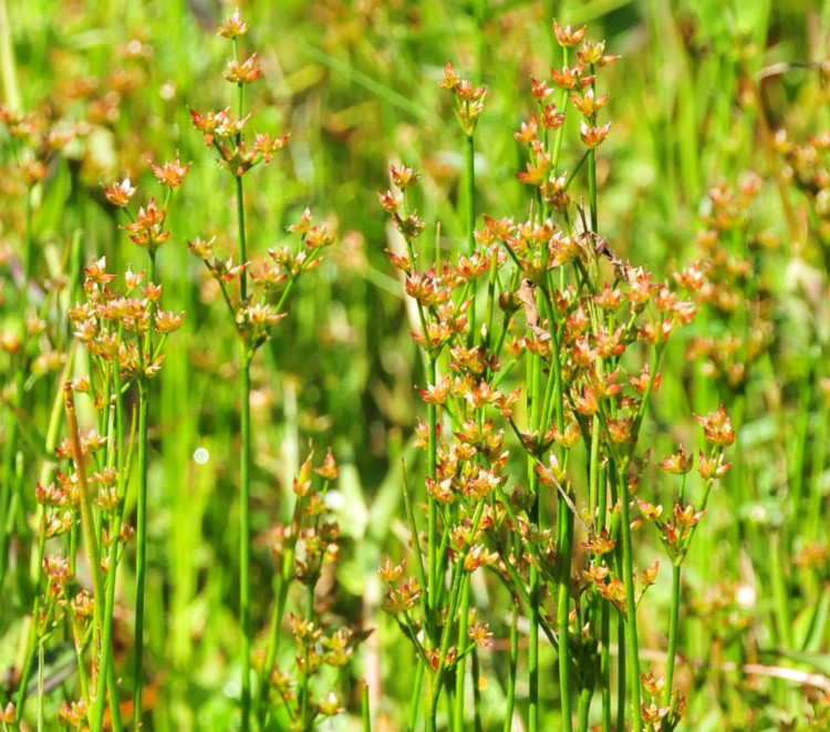 wu)是灯心草科灯心草属植物.