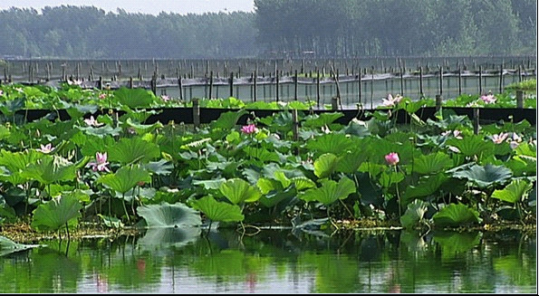 宝应湖农场
