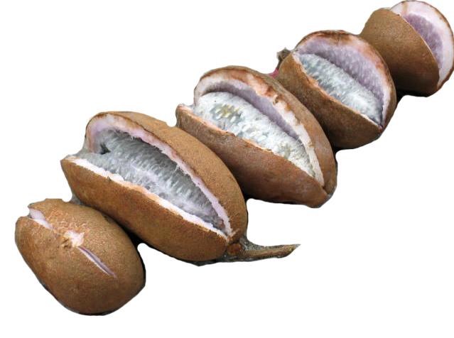  p>六月瓜为 a href="#">木通科 /a>植物 a