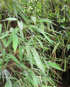  p>刺黑竹(学名: i>chimonobambusa neopurpurea /i> yi )是禾本科,寒