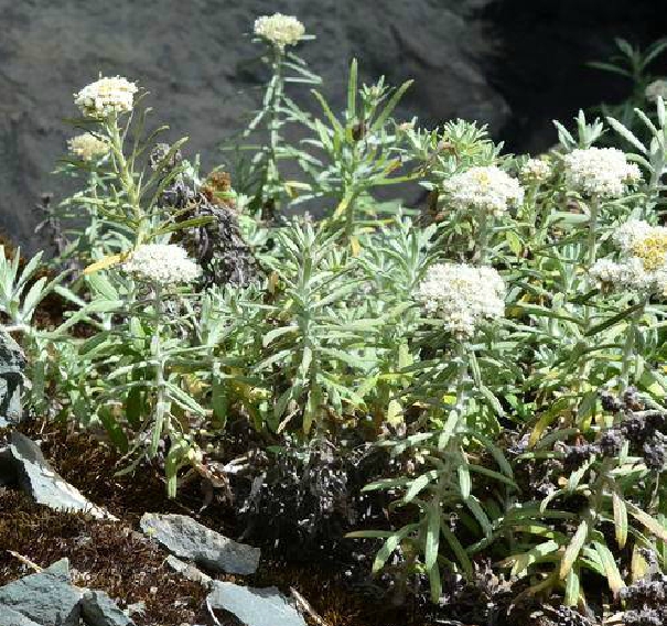  p>珠光香青(学名: i>anaphalis margaritacea /i> (l.) benth.