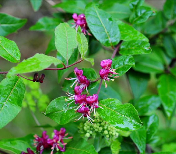  p>红脉忍冬(学名: i>lonicera nervosa /i> maxim.