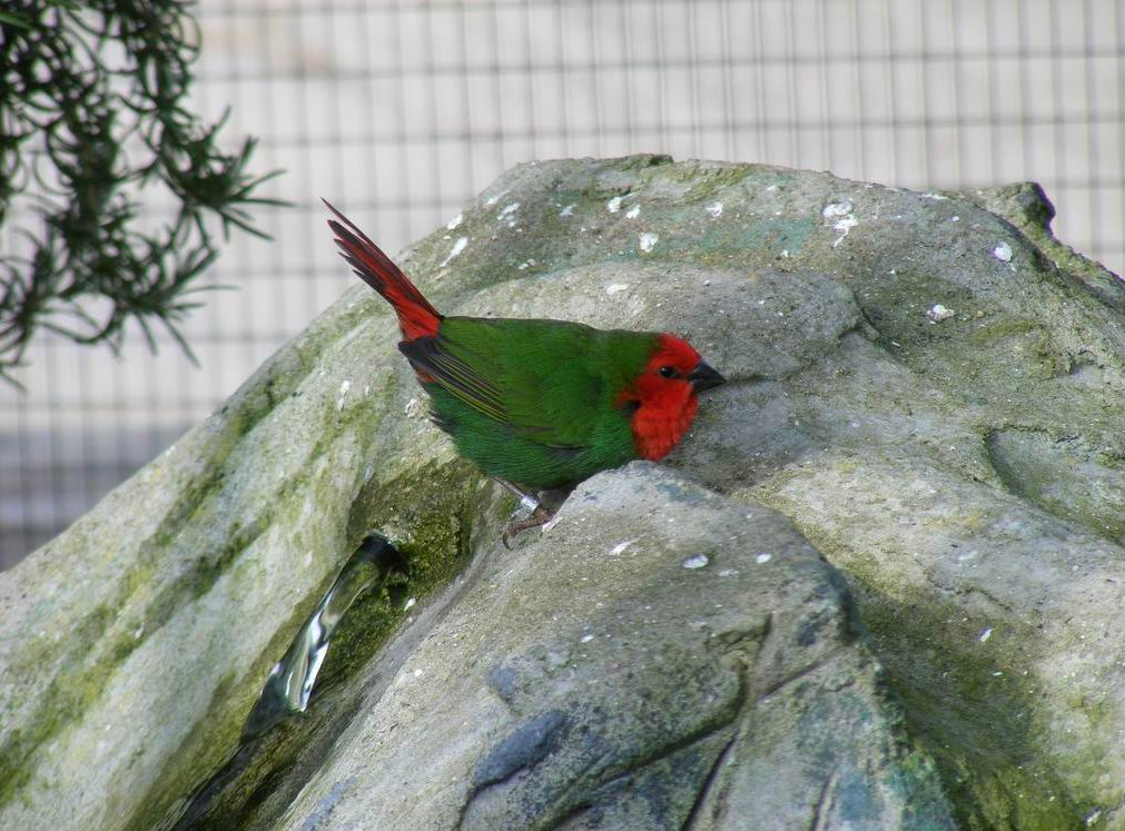 红喉鹦雀