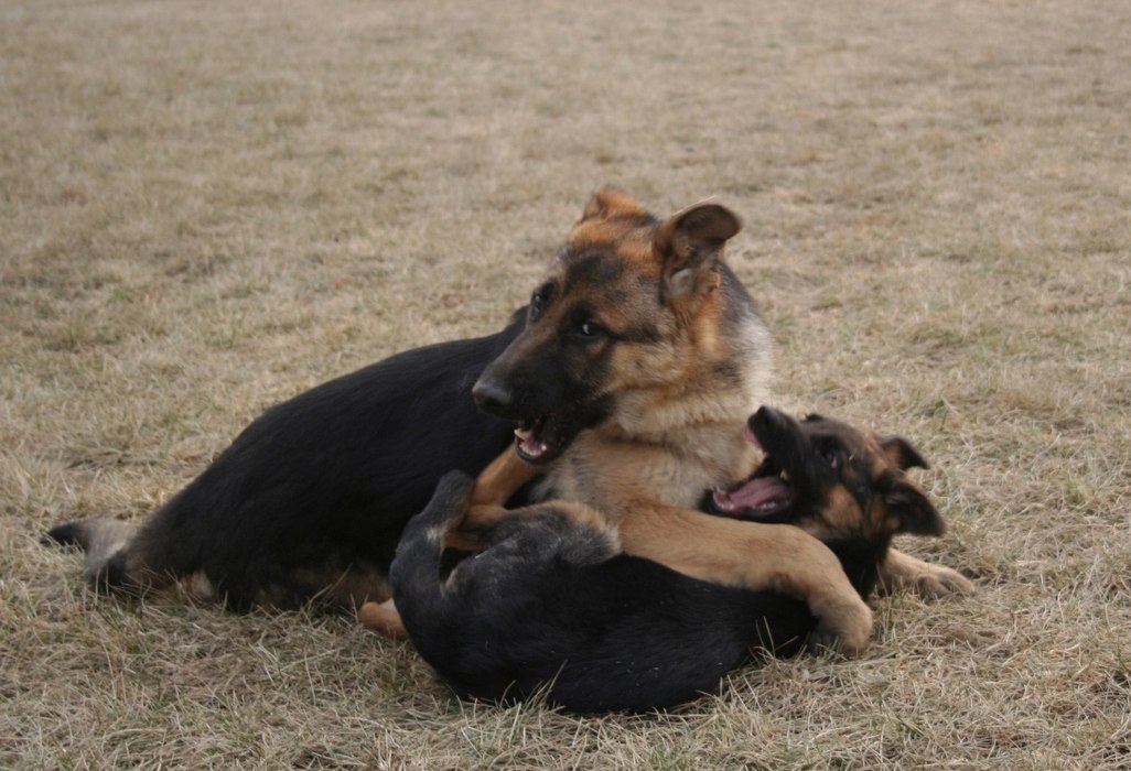 german shepherd