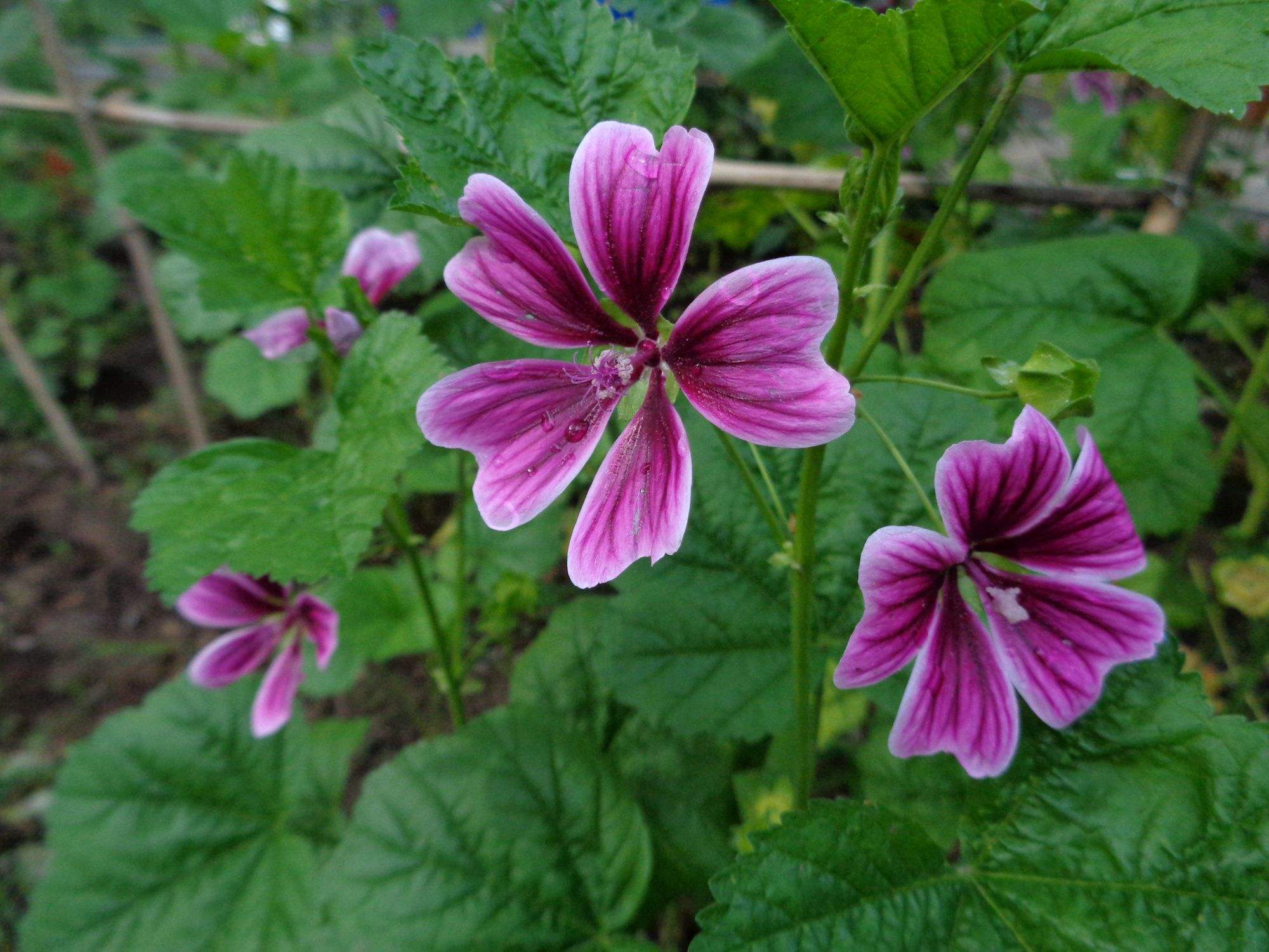  p>锦葵(学名: i>malva sinensis /i>  cavan.