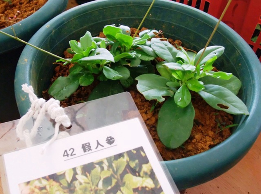  p>假人参(学名 i>panax pseudoginseng /i> wall.