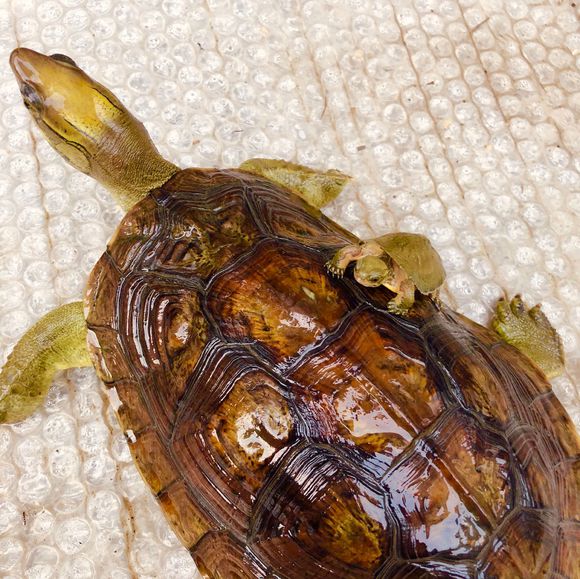  p data-id="go02dnvmwp">潘氏闭壳龟(学名: 