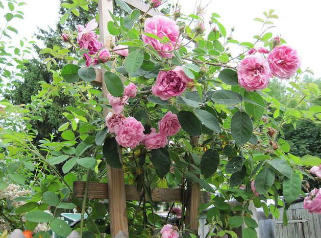  p>百叶蔷薇(学名: i>rosa centifolia /i>  l.