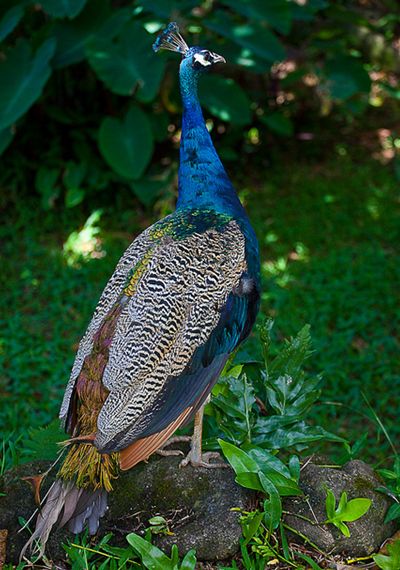 蓝孔雀