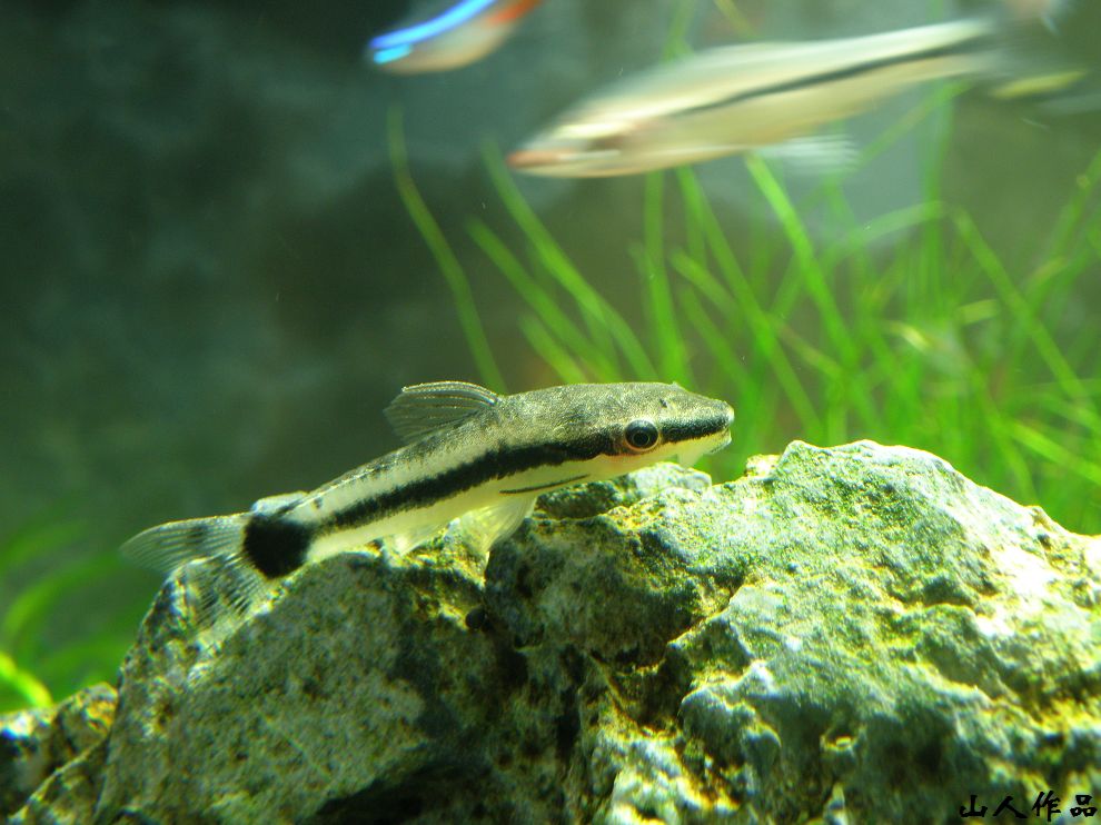  p data-id="gnws459rx9">小精灵鱼,学名筛耳鲶(中文学名待定,此种从