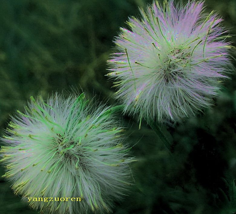 叶及嫩梗供药用,具有祛风湿,止痛的功效,用于治疗肝肾风气,四肢麻痹