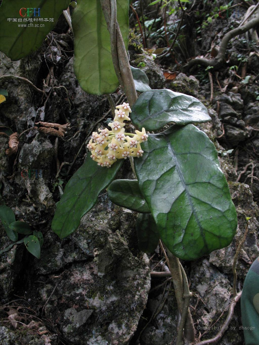  p>毛球兰(拉丁学名: i>hoya villosa /i> cost.