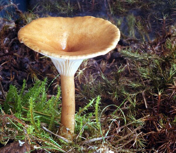  p>深凹杯伞是一种真菌,子实体较小.