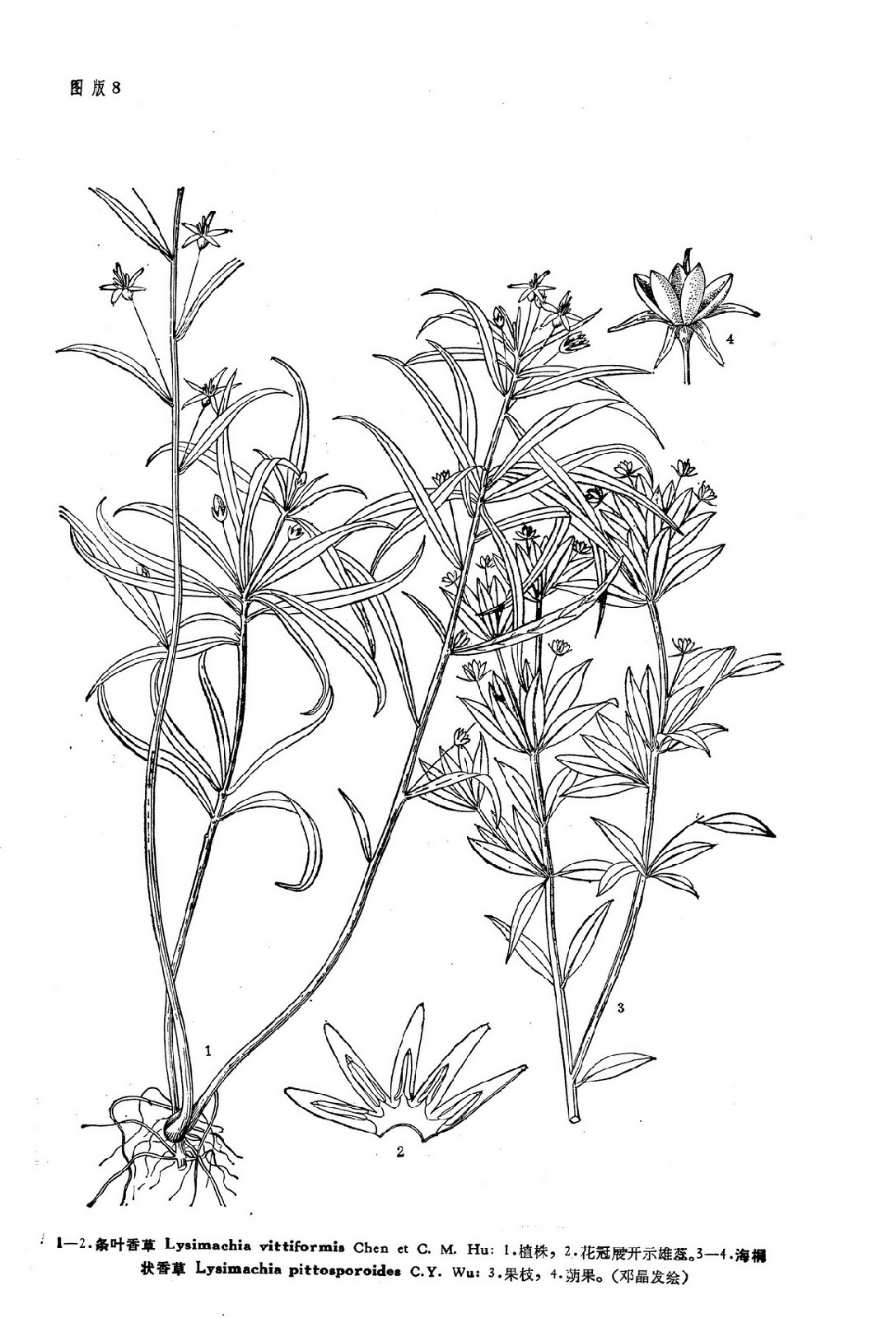  p>条叶香草(学名:lysimachia vittiformis)是 a target="_blank"