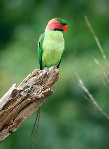  p>长尾鹦鹉(学名: i>psittacula longicauda /i>)是鹦形目,鹦鹉科的 