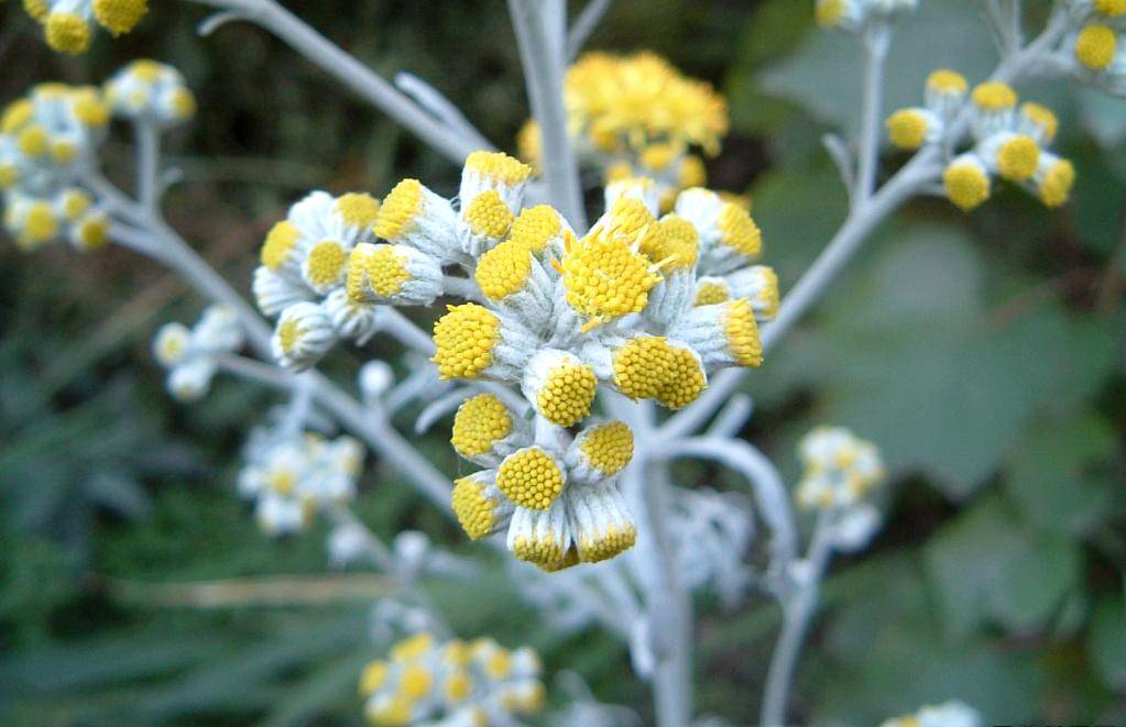  p>银叶菊(学名: i>jacobaea maritima /i> (l.