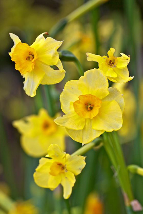 是 a target="_blank" href="/item/水仙属">水仙属 /a>的种类之一