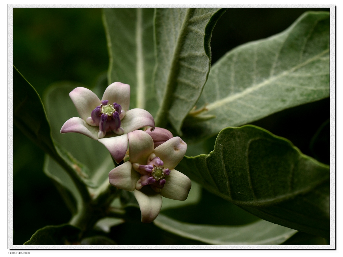  p>牛角瓜属(学名:calotropis r.
