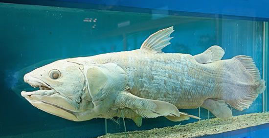 latimeria chalumnae)体长2米,是腔棘鱼目矛尾鱼科的唯一种,是唯一现