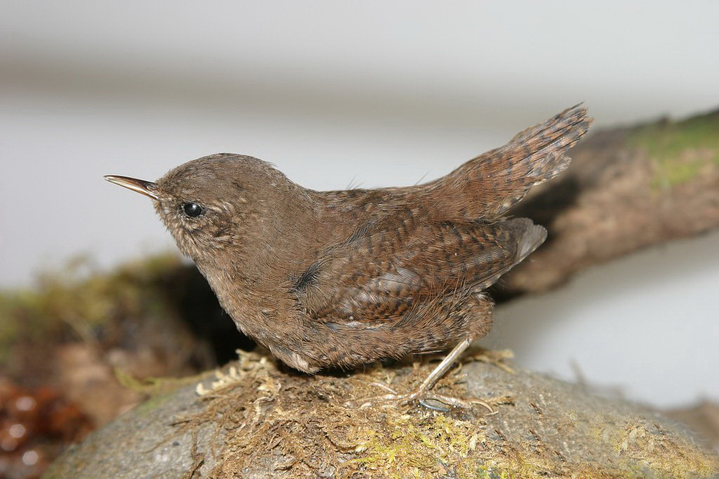 冬鹪鹩东北亚种