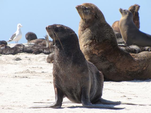 如何区分海狗、海狮、海豹？它们有何区别？_百科TA说