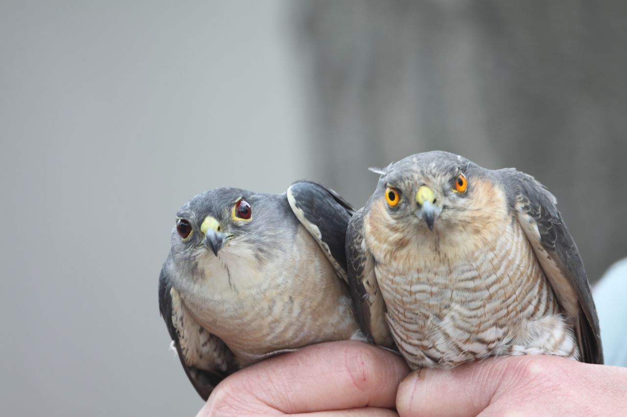  p>松雀鹰(学名: i>accipiter virgatus /i>)小型猛禽,体长28~38厘米.