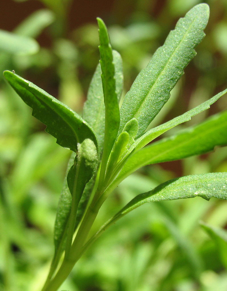  p>海索草可食用部分为花和叶,欧洲自古就有栽培,一般采取茎叶柔软的