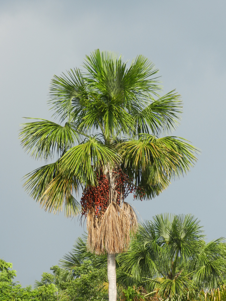 mauritia flexuosa,西班牙语aguaje)是一种棕榈科植物