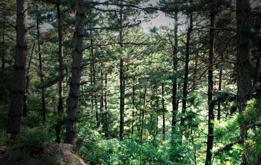 黄羊山国家森林公园(黄羊山国家森林公园门票)