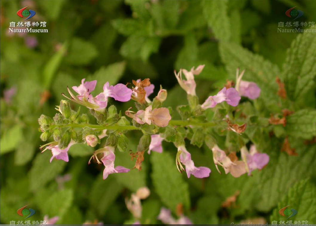  p>黑龙江香科科(学名:teucrium ussuriense komarov)是管状花目下一