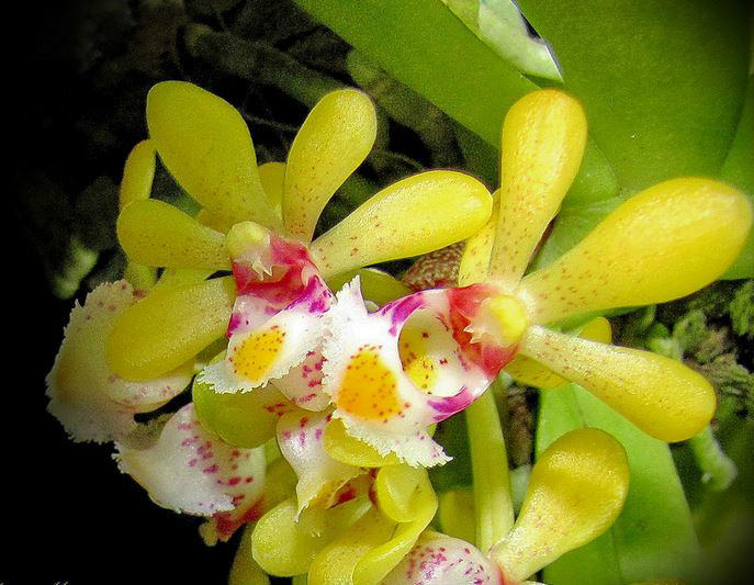 gastrochilus obliquus (lindl. ) kuntze