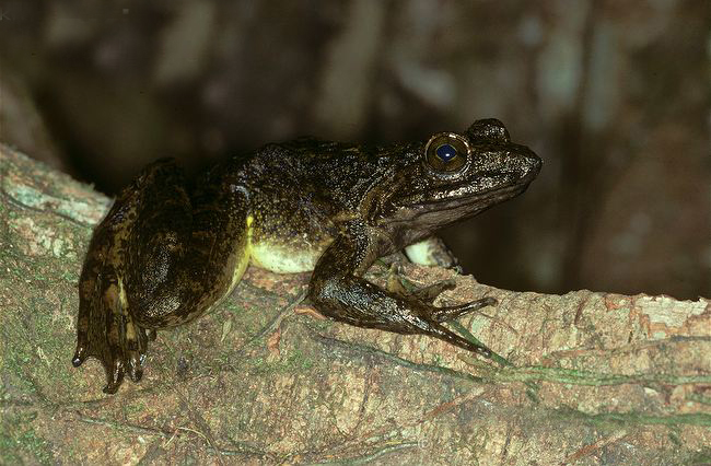 p>非洲巨蛙(学名: i>conraua goliath /i>):是蛙类中的"巨无霸".